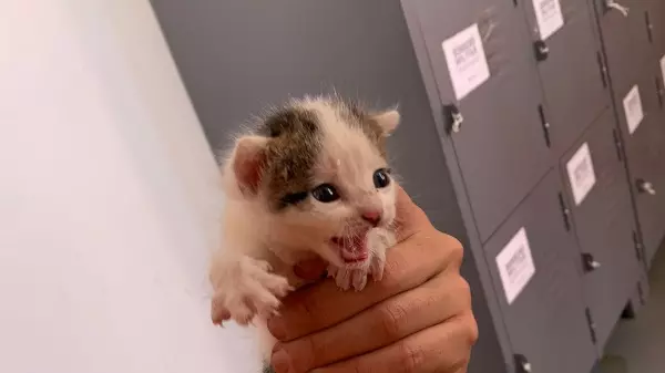 Bombeiros resgatam vaca e filhote de gato