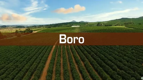 Precisa de uma lavoura mais produtiva? O boro pode ser a solução!