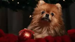 Veja 5 cuidados que você deve ter com seu pet nas festas de fim de ano