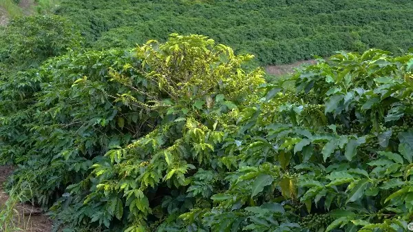 Amarelinho do cafeeiro: a doença fatal que pode destruir lavouras; saiba como evitar o problema