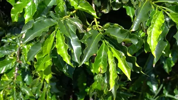 As folhas do seu cafezal estão pequenas? Pode ser falta de zinco