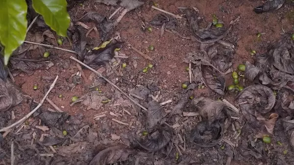 Você já se deparou com chumbinhos no chão da sua produção?