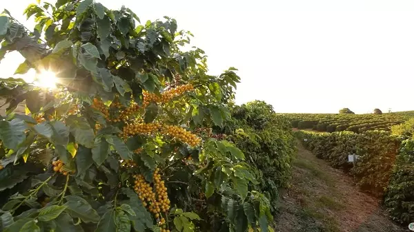 Entenda porque o período de primavera traz esperança na cafeicultura