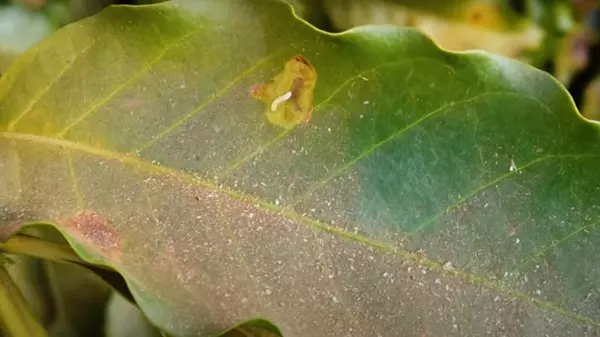 Proteja suas lavouras de pragas e saiba quais produtos te ajudam a elimina-las