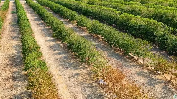 Como lidar com a seca na lavoura?