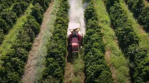 Baixa produtividade de café? O calcário pode ser o responsável