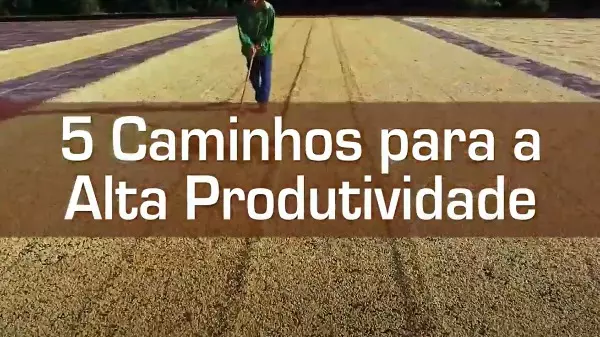 Como alcançar a alta produtividade para os seus plantios de café