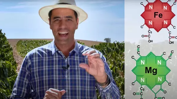 Você sabe qual é o nutriente fundamental para a alta produtividade no seu cafeeiro?