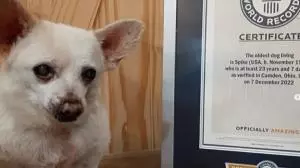 Conheça o chihuahua mais velho do mundo