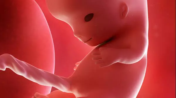 10 semanas de gravidez: o desenvolvimento do bebê