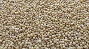 Embrapa desenvolve concentrado proteico de feijão carioca