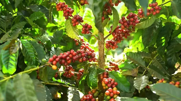 Veja os nutrientes que influenciam na sua lavoura de café