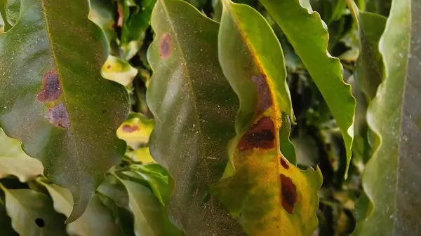 Proteja sua lavoura do Bicho Mineiro