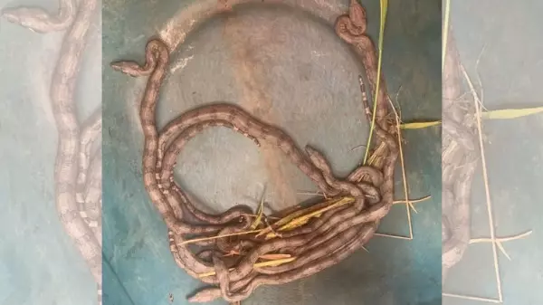 Em Guaxupé, crianças encontram ninho com filhotes de jiboia