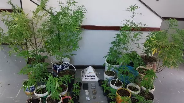 Jovem de 22 anos planta maconha e divulga fotos nas redes sociais em Itajubá
