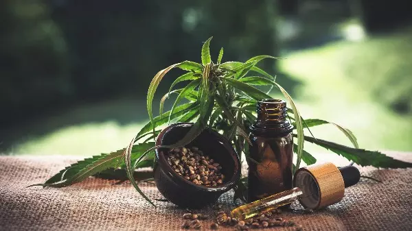 Especialistas apontam prós e contras do uso da Cannabis medicinal
