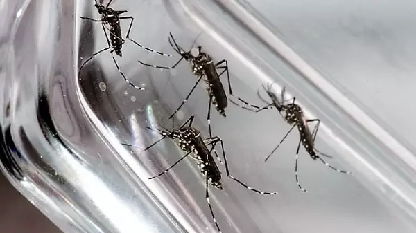 Brasil bate recorde de letalidade anual da dengue em 2022
