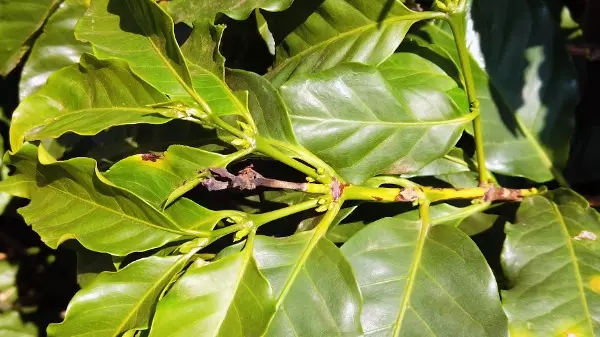 Como evitar a perda de reserva de energia nos cafezais