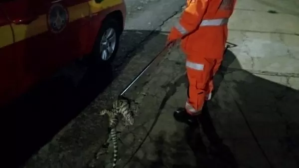 Poços de Caldas: Corpo de Bombeiros resgata lagarto preso em radiador de carro