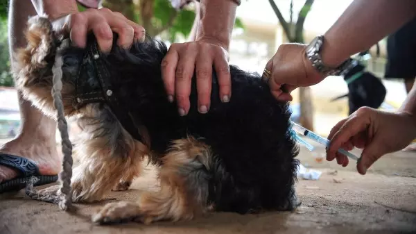 Vacinação antirrábica começa sábado (13) em Pouso Alegre
